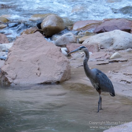 Landscape, Lava point, Photography, Southwest Canyonlands, The Narrows, Travel, USA, Utah, Wilcat Trail Head, Zion Canyon