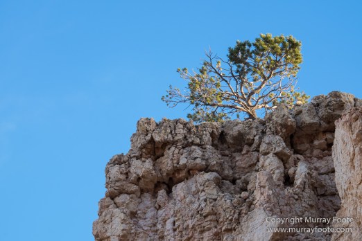 Bryce Canyon, Landscape, Photography, Southwest Canyonlands, Travel, USA, Utah