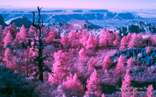 Infrared, Landscape, Photography, Southwest Canyonlands, Travel, USA, Utah, Zion Canyon