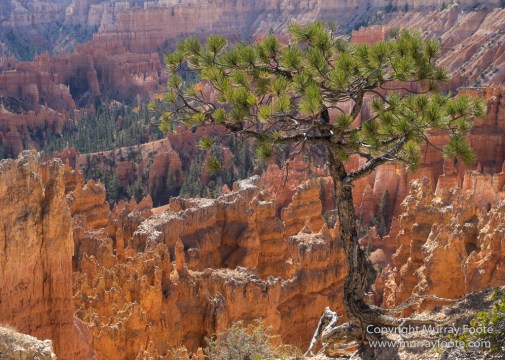 Bryce Canyon, Landscape, Photography, Southwest Canyonlands, Travel, USA, Utah