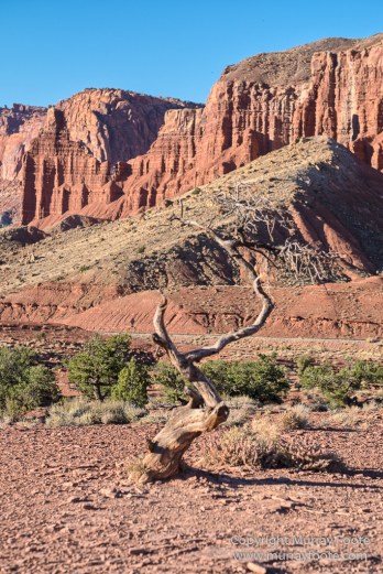 Capitol Reef, Landscape, Photography, Southwest Canyonlands, Travel, USA, Utah