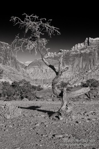 Black and White, Bryce Canyon, Capitol Reef, Landscape, Monochrome, Photography, Southwest Canyonlands, Travel, USA, Utah