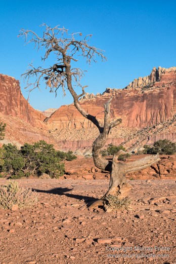 Capitol Reef, Landscape, Photography, Southwest Canyonlands, Travel, USA, Utah