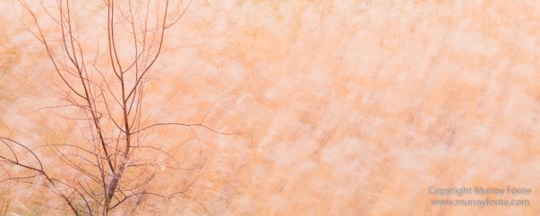 Capitol Reef, Landscape, Photography, Southwest Canyonlands, Travel, USA, Utah