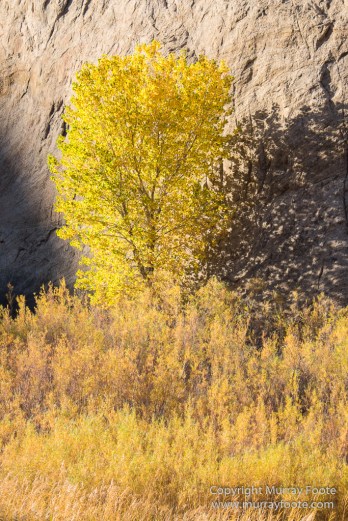 Capitol Reef, Landscape, Photography, Southwest Canyonlands, Travel, USA, Utah