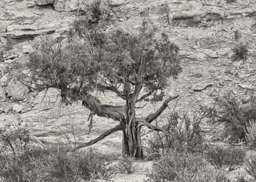 Arches National Park, Black and White, Infrared, Landscape, Park Avenue, Photography, Southwest Canyonlands, Travel, USA, Utah