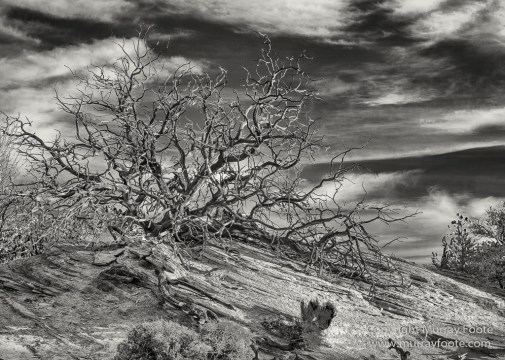 Arches National Park, Black and White, Delicate Arch, Landscape, Masa Arch, Monochrome, Photography, Southwest Canyonlands, Travel, USA, Utah