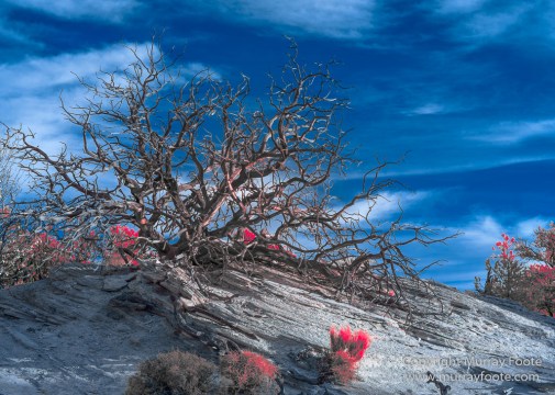 Arches National Park, Delicate Arch, Infrared, Landscape, Masa Arch, Park Avenue, Photography, Southwest Canyonlands, The Windows, Travel, USA, Utah