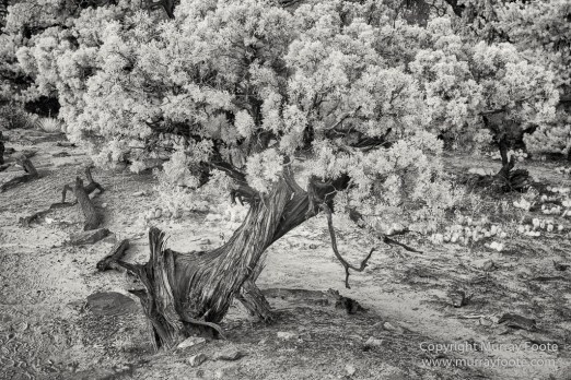 Arches National Park, Black and White, Delicate Arch, Landscape, Masa Arch, Monochrome, Photography, Southwest Canyonlands, Travel, USA, Utah