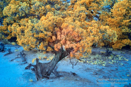 Arches National Park, Delicate Arch, Infrared, Landscape, Masa Arch, Park Avenue, Photography, Southwest Canyonlands, The Windows, Travel, USA, Utah