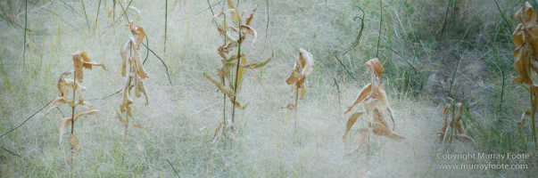 Capitol Reef, Landscape, Photography, Southwest Canyonlands, Travel, USA, Utah