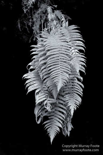 Archaeology, Black and White, Green Turtles, Hawaii, Kilauea, Landscape, Lava, Monochrome, Nature, Photography, Pu'uhonua o Honaunau, The Big Island, Travel, Waipio Bay, Wildlife