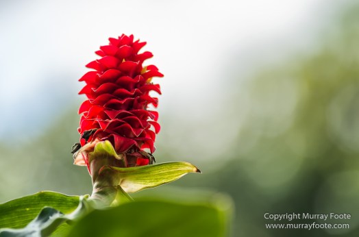 Flowers, Hawaii, Kauai, Macro, Photography, Travel