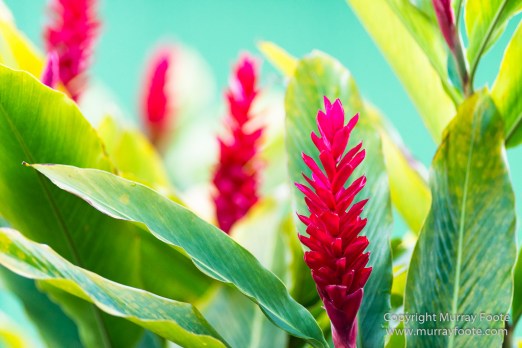 Flowers, Hawaii, Kauai, Macro, Photography, Travel