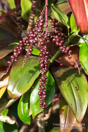 Flowers, Hawaii, Kauai, Macro, Photography, Travel