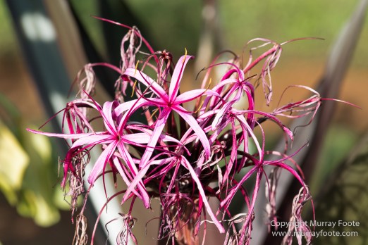 Flowers, Hawaii, Kauai, Macro, Photography, Travel