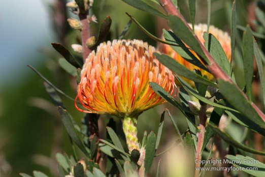 Flowers, Hawaii, Kauai, Macro, Photography, Travel