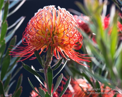 Flowers, Hawaii, Kauai, Macro, Photography, Travel