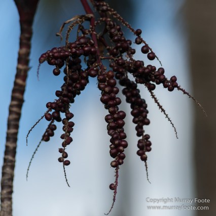 Flowers, Hawaii, Kauai, Macro, Photography, Travel