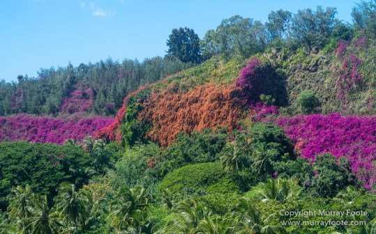 Allerton Garden, Flowers, Hale Halawai, Hawaii, Kauai, Macro, McBride Garden, National Tropical Botanical Garden, Photography, Travel