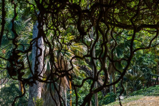 Allerton Garden, Flowers, Hale Halawai, Hawaii, Kauai, Macro, McBride Garden, National Tropical Botanical Garden, Photography, Travel