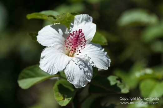 Allerton Garden, Flowers, Hale Halawai, Hawaii, Kauai, Macro, McBride Garden, National Tropical Botanical Garden, Photography, Travel