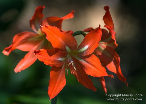 Allerton Garden, Flowers, Hale Halawai, Hawaii, Kauai, Macro, McBride Garden, National Tropical Botanical Garden, Photography, Travel