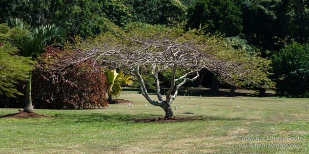 Allerton Garden, Flowers, Hale Halawai, Hawaii, Kauai, Macro, McBride Garden, National Tropical Botanical Garden, Photography, Travel