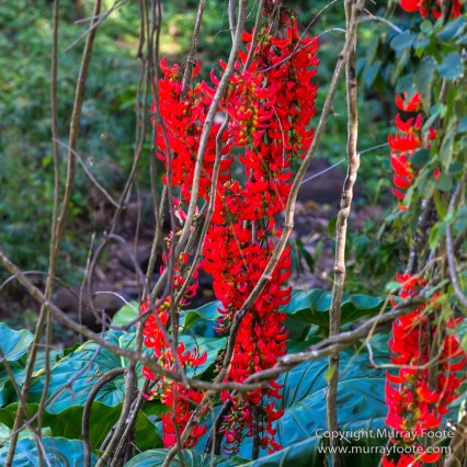 Allerton Garden, Flowers, Hale Halawai, Hawaii, Kauai, Macro, McBride Garden, National Tropical Botanical Garden, Photography, Travel