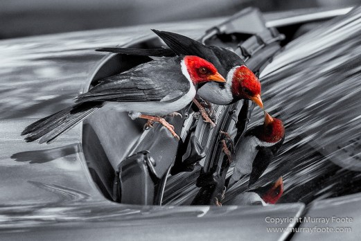 Archaeology, Black and White, Green Turtles, Hawaii, Kilauea, Landscape, Lava, Monochrome, Nature, Photography, Pu'uhonua o Honaunau, The Big Island, Travel, Waipio Bay, Wildlife