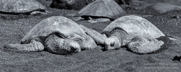 Archaeology, Black and White, Green Turtles, Hawaii, Kilauea, Landscape, Lava, Monochrome, Nature, Photography, Pu'uhonua o Honaunau, The Big Island, Travel, Waipio Bay, Wildlife