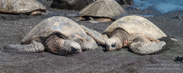 Green Turtles, Hawaii, Hikiau Hieau, Kealakekua Bay, Landscape, Nature, Photography, Punalu'u Black Sand Beach, seascape, The Big Island, Travel, Wildlife