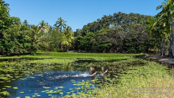 Green Turtles, Hawaii, Hikiau Hieau, Kealakekua Bay, Landscape, Nature, Photography, Punalu'u Black Sand Beach, seascape, The Big Island, Travel, Wildlife