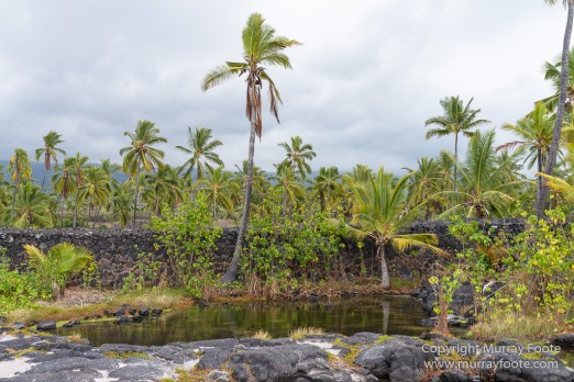 Archaeology, Green Turtles, Hawaii, History, Landscape, Nature, Photography, Place of Refuge, Pu'uhonua o Honaunau, seascape, The Big Island, Travel, Wildlife