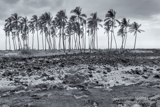 Archaeology, Black and White, Green Turtles, Hawaii, Kilauea, Landscape, Lava, Monochrome, Nature, Photography, Pu'uhonua o Honaunau, The Big Island, Travel, Waipio Bay, Wildlife