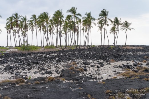 Archaeology, Green Turtles, Hawaii, History, Landscape, Nature, Photography, Place of Refuge, Pu'uhonua o Honaunau, seascape, The Big Island, Travel, Wildlife