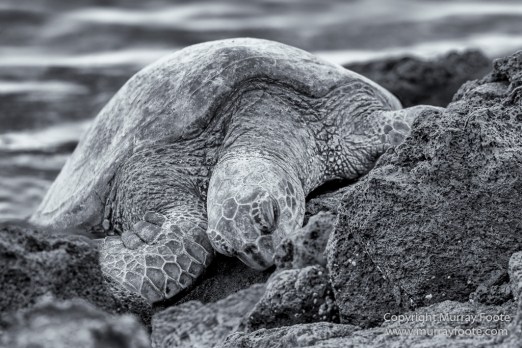 Archaeology, Black and White, Green Turtles, Hawaii, Kilauea, Landscape, Lava, Monochrome, Nature, Photography, Pu'uhonua o Honaunau, The Big Island, Travel, Waipio Bay, Wildlife