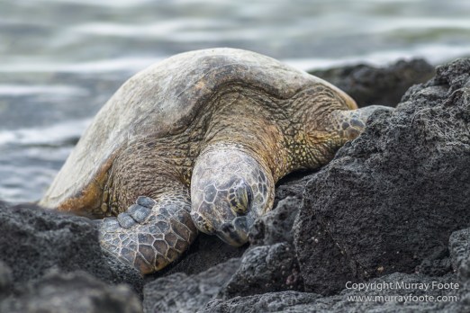 Archaeology, Green Turtles, Hawaii, History, Landscape, Nature, Photography, Place of Refuge, Pu'uhonua o Honaunau, seascape, The Big Island, Travel, Wildlife