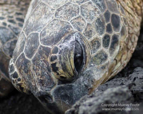 Archaeology, Green Turtles, Hawaii, History, Landscape, Nature, Photography, Place of Refuge, Pu'uhonua o Honaunau, seascape, The Big Island, Travel, Wildlife