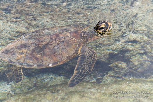 Archaeology, Green Turtles, Hawaii, History, Landscape, Nature, Photography, Place of Refuge, Pu'uhonua o Honaunau, seascape, The Big Island, Travel, Wildlife