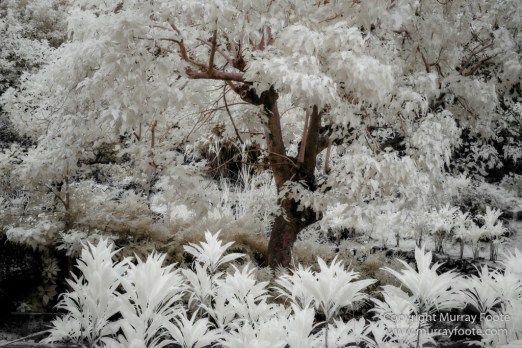 Hawaii, Iao Valley, Infrared, Kauai, La Perouse Bay, Landscape, Molokai, Nature, Photography, seascape, Travel