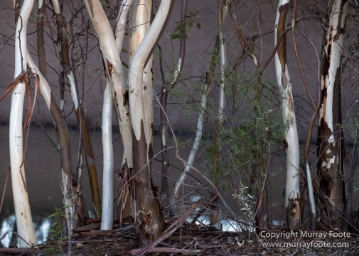 Australia, Boolcoomatta, Kangaroos, Landscape, Night Photography, Photography, South Australia, Travel