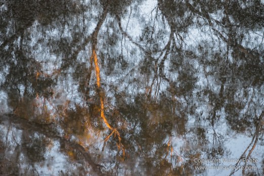 Australia, Boolcoomatta, Kangaroos, Landscape, Night Photography, Photography, South Australia, Travel