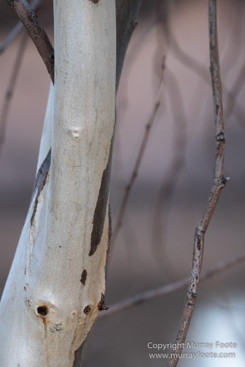 Australia, Boolcoomatta, Kangaroos, Landscape, Night Photography, Photography, South Australia, Travel