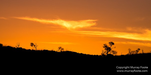 Australia, Boolcoomatta, Kangaroos, Landscape, Night Photography, Photography, South Australia, Travel
