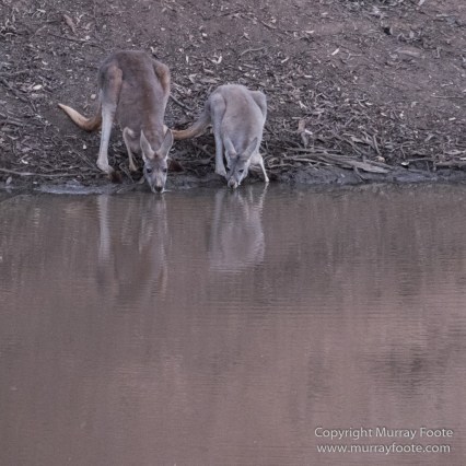 Australia, Boolcoomatta, Kangaroos, Landscape, Night Photography, Photography, South Australia, Travel