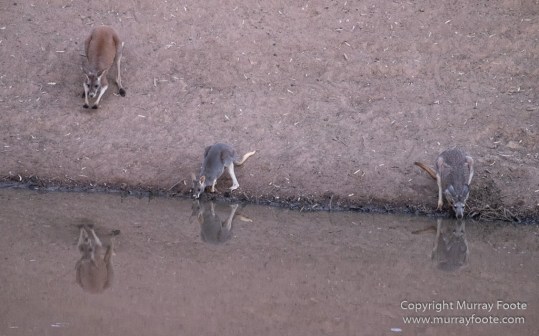 Australia, Boolcoomatta, Kangaroos, Landscape, Night Photography, Photography, South Australia, Travel