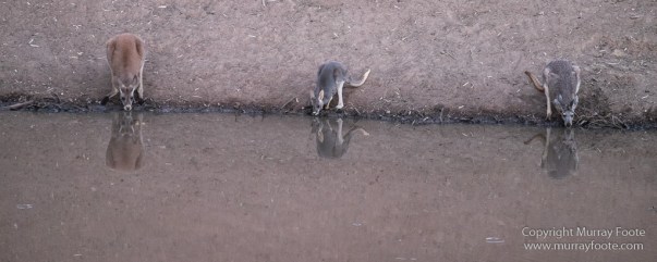 Australia, Boolcoomatta, Kangaroos, Landscape, Night Photography, Photography, South Australia, Travel