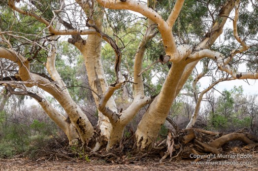 Australia, Boolcoomatta, Landscape, Night Photography, Oonartra Creek, Photography, South Australia, Travel