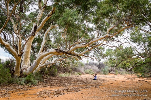 Australia, Boolcoomatta, Landscape, Night Photography, Oonartra Creek, Photography, South Australia, Travel